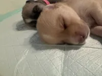 Baby Rose, a female Pomeranian and Pomsky for sale in Clearwater, FL – Photo 3 of 10