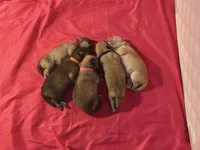 Baby Rose, a female Pomeranian and Pomsky for sale in Clearwater, FL – Photo 4 of 10