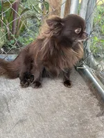 Long hair Chocolate Tri male, a male Chihuahua for sale in Cairo, GA – 4 of 5