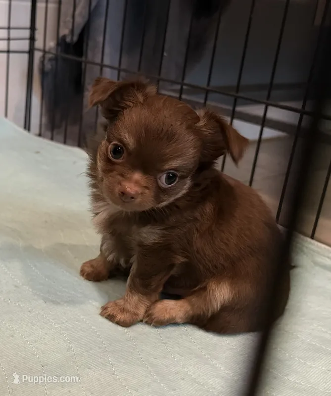 Long hair Chocolate Tri male – Chihuahua puppy for sale in Cairo, GA
