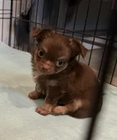 Long hair Chocolate Tri male, a male Chihuahua for sale in Cairo, GA – 1 of 5