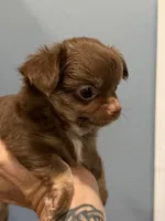 Long hair Chocolate Tri male, a male Chihuahua for sale in Cairo, GA – 2 of 5