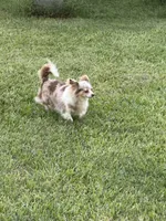 Long hair Chocolate Tri male, a male Chihuahua for sale in Cairo, GA – 5 of 5