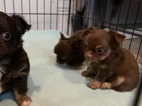 Long hair Chocolate Tri male, a male Chihuahua for sale in Cairo, GA – 3 of 5