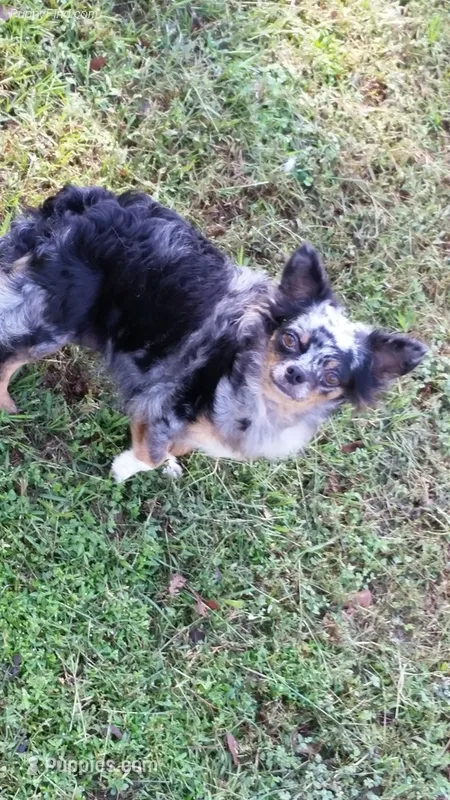 Long hair adult retiree – Chihuahua puppy for sale in Cairo, GA