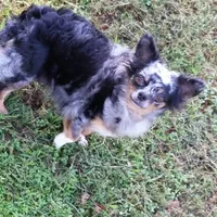 Long hair adult retiree, a female Chihuahua for sale in Cairo, GA – 1 of 1