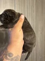 Kranos, a male Cane Corso for sale in Saint Joseph, MO – 2 of 3