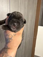 Kranos, a male Cane Corso for sale in Saint Joseph, MO – 3 of 3