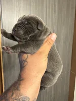 Thanos, a male Cane Corso for sale in Saint Joseph, MO – 1 of 4