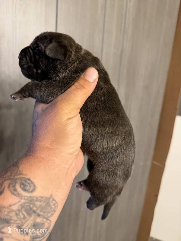 Kranos – Cane Corso puppy for sale in Saint Joseph, MO