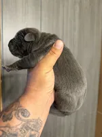 Thanos, a male Cane Corso for sale in Saint Joseph, MO – 2 of 4