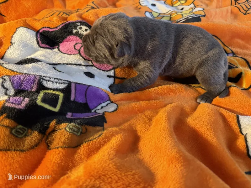 Thanos – Cane Corso puppy for sale in Saint Joseph, MO