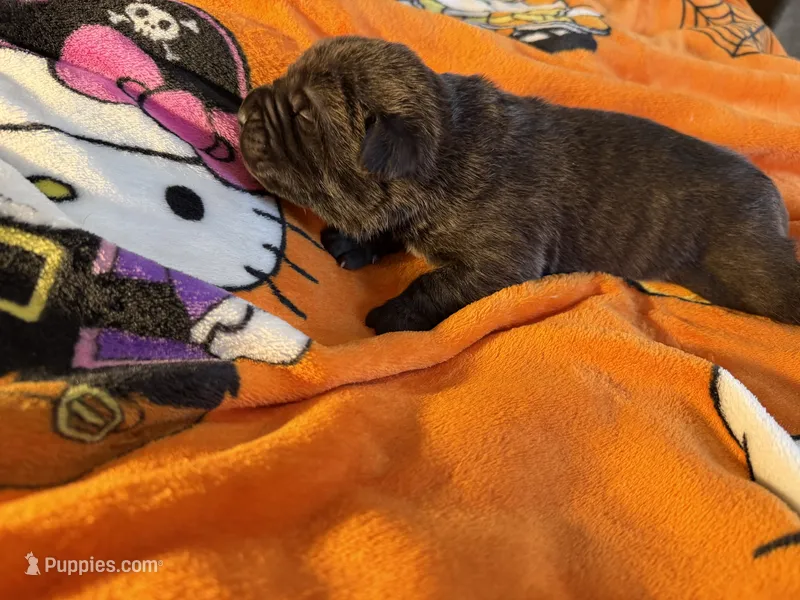 Kranos – Cane Corso puppy for sale in Saint Joseph, MO
