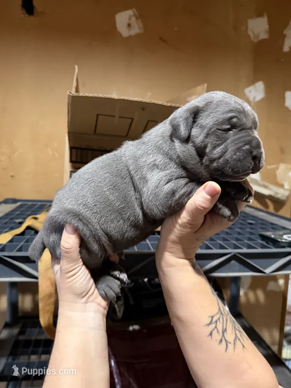 Thanos – Cane Corso puppy for sale in Saint Joseph, MO