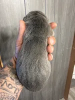 Thanos, a male Cane Corso for sale in Saint Joseph, MO – 4 of 4