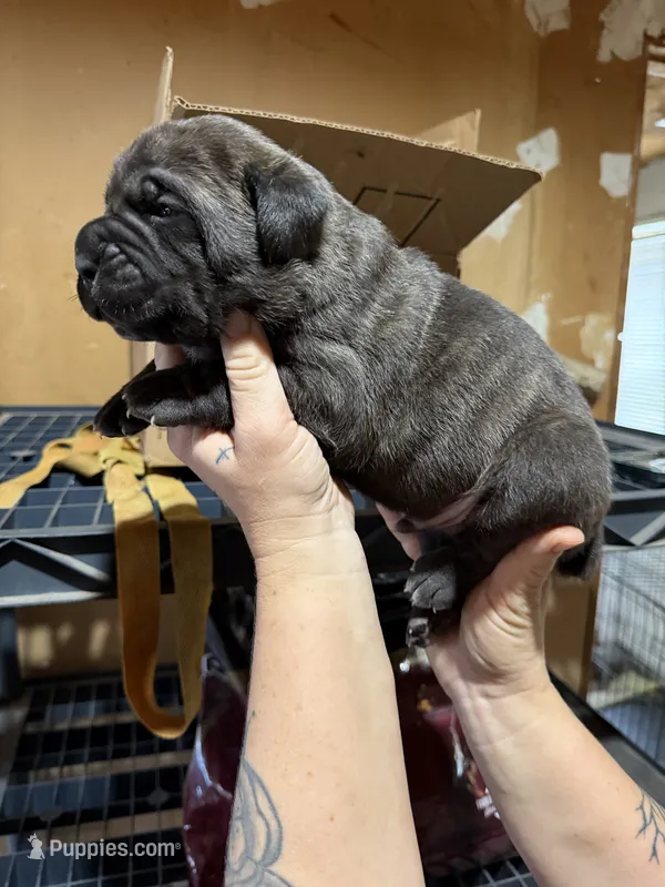 Kranos – Cane Corso puppy for sale in Saint Joseph, MO