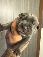 Thanos, a male Cane Corso for sale in Saint Joseph, MO – 3 of 4