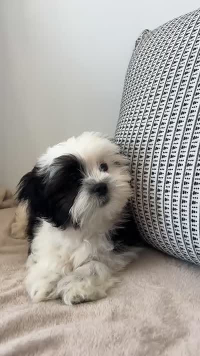Spots, a male Mal Shi for sale in Greenville, SC – 3 of 10