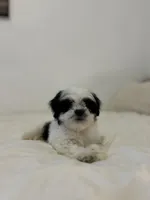 Panda, a male Mal Shi for sale in Greenville, SC – Photo 4 of 10