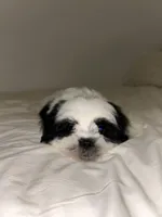 Panda, a male Mal Shi for sale in Greenville, SC – Photo 6 of 10