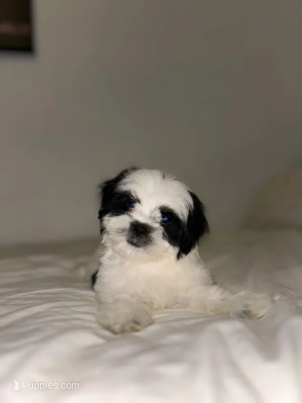 Panda – Mal Shi puppy for sale in Greenville, SC