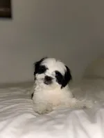 Panda, a male Mal Shi for sale in Greenville, SC – Photo 1 of 10