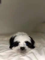 Panda, a male Mal Shi for sale in Greenville, SC – Photo 2 of 10