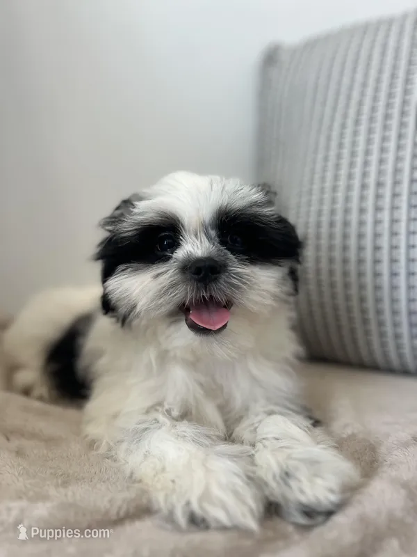 Panda – Mal Shi puppy for sale in Greenville, SC