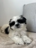 Panda, a male Mal Shi for sale in Greenville, SC – Photo 3 of 10