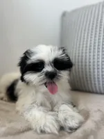 Panda, a male Mal Shi for sale in Greenville, SC – Photo 2 of 10