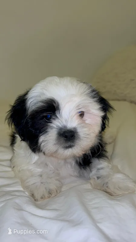 Spots  – Mal Shi puppy for sale in Greenville, SC