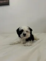 Spots , a male Mal Shi for sale in Greenville, SC – Photo 9 of 10