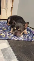 Spartak, a male French Bulldog for sale in Greenville, SC – 10 of 10