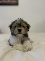 Muffin , a male Mal Shi for sale in Greenville, SC – Photo 2 of 7