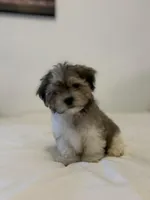 Muffin , a male Mal Shi for sale in Greenville, SC – Photo 3 of 7