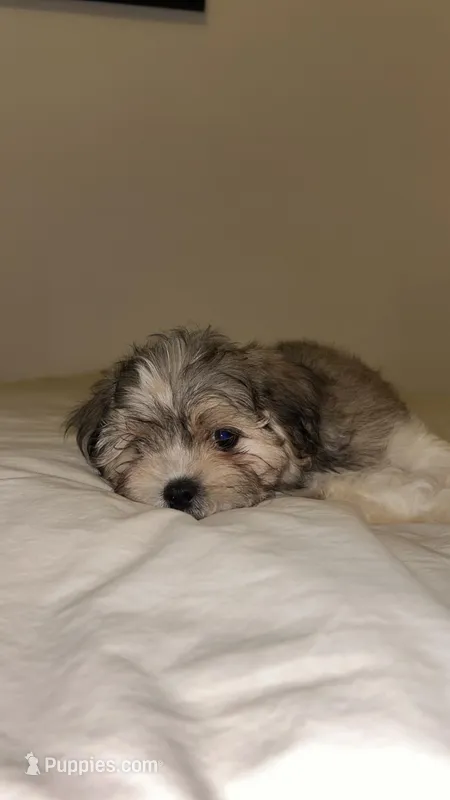 Muffin  – Mal Shi puppy for sale in Greenville, SC