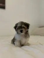 Muffin , a male Mal Shi for sale in Greenville, SC – Photo 4 of 7