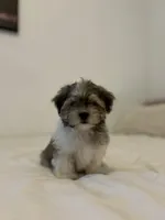 Muffin , a male Mal Shi for sale in Greenville, SC – Photo 5 of 7