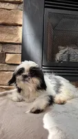 Rex, a male Mal Shi for sale in Greenville, SC – 4 of 10