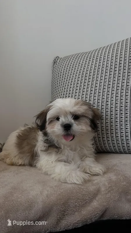 Brownie, a male Mal Shi for sale in Greenville, SC – Photo 1 of 10