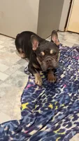 Spartak, a male French Bulldog for sale in Greenville, SC – 3 of 10
