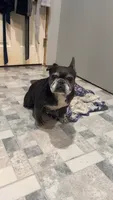 Mega, a female French Bulldog for sale in Greenville, SC – 5 of 10