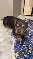 Spartak, a male French Bulldog for sale in Greenville, SC – 8 of 10