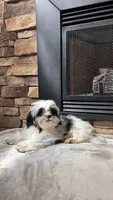 Rex, a male Mal Shi for sale in Greenville, SC – 7 of 10