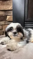 Rex, a male Mal Shi for sale in Greenville, SC – 8 of 10
