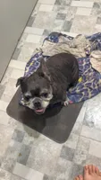 Mega, a female French Bulldog for sale in Greenville, SC – 6 of 10