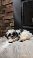 Rex, a male Mal Shi for sale in Greenville, SC – 6 of 10