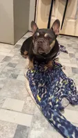Spartak, a male French Bulldog for sale in Greenville, SC – 2 of 10