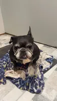 Mega, a female French Bulldog for sale in Greenville, SC – 10 of 10
