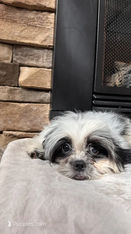 Rex – Mal Shi puppy for sale in Greenville, SC